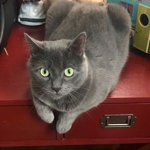 Meet your Posher, Joelle